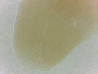 Adropion scoticum image