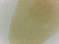 Adropion scoticum image