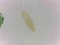 Adropion scoticum image