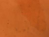 Adropion scoticum image