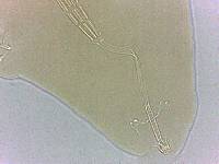 Adropion scoticum image