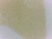 Adropion scoticum image