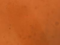 Adropion scoticum image