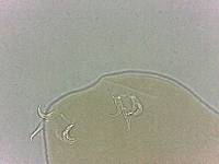 Adropion scoticum image