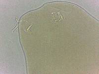 Adropion scoticum image