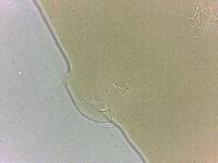 Adropion scoticum image