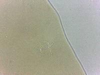 Adropion scoticum image