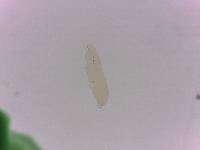 Adropion scoticum image
