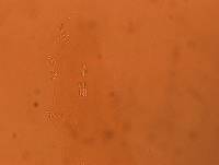Adropion scoticum image
