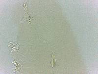 Adropion scoticum image