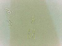 Adropion scoticum image