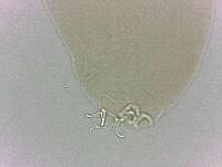 Adropion scoticum image