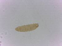 Adropion scoticum image