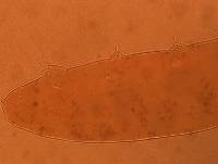 Adropion scoticum image