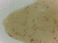 Adropion scoticum image