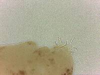 Adropion scoticum image