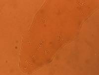 Adropion scoticum image