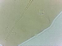 Adropion scoticum image