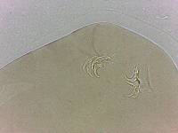 Adropion scoticum image