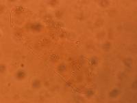 Adropion scoticum image