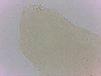 Adropion scoticum image