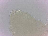 Adropion scoticum image