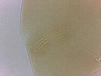 Adropion scoticum image