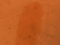 Adropion scoticum image