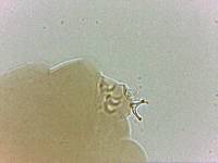 Adropion scoticum image