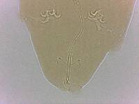 Adropion scoticum image