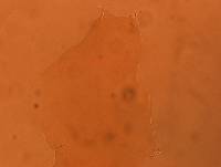 Adropion scoticum image