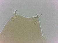 Adropion scoticum image