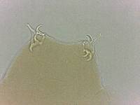 Adropion scoticum image