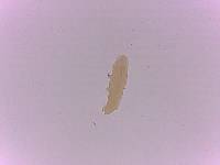 Adropion scoticum image