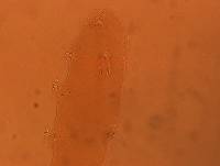 Adropion scoticum image