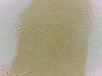Adropion scoticum image