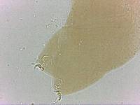 Adropion scoticum image