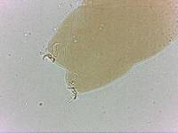 Adropion scoticum image