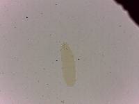 Adropion scoticum image