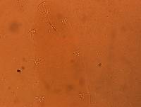 Adropion scoticum image