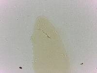 Adropion scoticum image