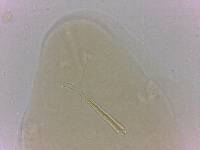 Adropion scoticum image