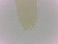 Adropion scoticum image