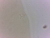 Adropion scoticum image