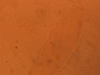 Adropion scoticum image