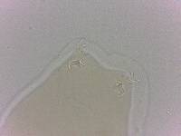 Adropion scoticum image