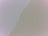 Adropion scoticum image