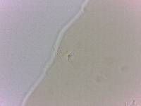 Adropion scoticum image