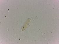 Adropion scoticum image