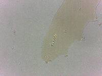 Adropion scoticum image